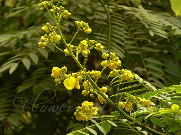 Spectacular Cassia